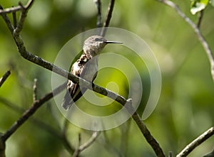 Hummingbird female perches on a small limb.