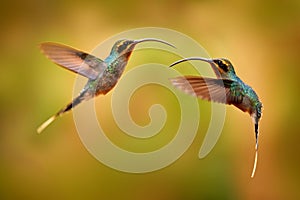 Hummingbird fighrt, evening sunset willdife. Hummingbird with long beak, Green Hermit, Phaethornis guy, clear light green
