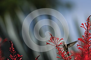 Hummingbird and Firespike