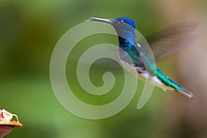 Colibrí ondulación su alas sobre el alto velocidad enfoques sobre el alimentación 