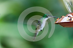 Colibrí corsé estático sobre el alimentación sobre el bebiendo 