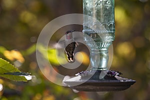 Hummingbird flies close to a green glass feeder with Fall background colors