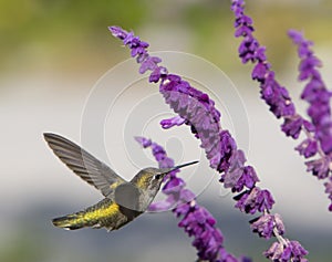 Hummingbird in flight