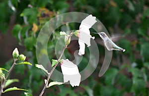 Hummingbird in flight