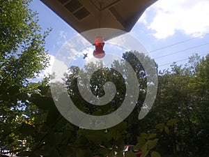 Hummingbird in flight