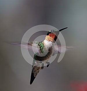 Hummingbird in flight