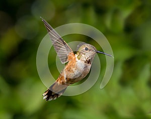 Hummingbird in flight