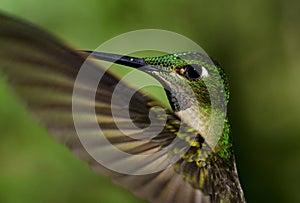 Hummingbird in flight