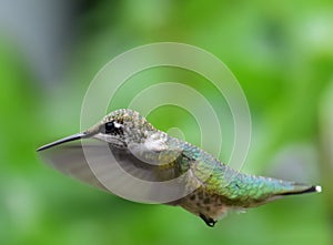 Hummingbird in flight