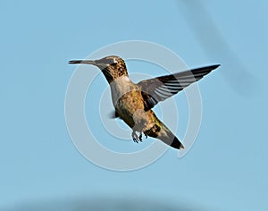 Hummingbird in Flight