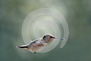 Hummingbird in Flight