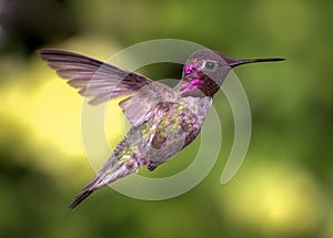 Hummingbird in Flight, Color Image, Day