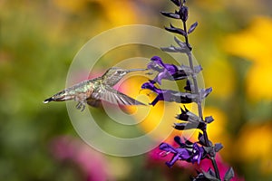 Hummingbird in Flight Drinking Nectar