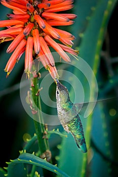 Hummingbird in flight eating nectar