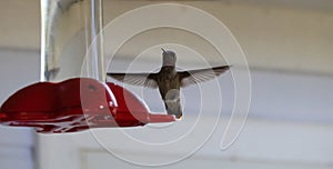 Hummingbird in flight at hummingbird feeder