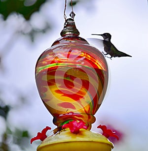 Hummingbird in flight