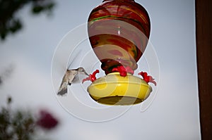 Hummingbird in flight