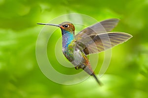 Hummingbird in flight, green forest nature habitat, White-tailed Hillstar, Urochroa bougueri, Montezuma, Colombia