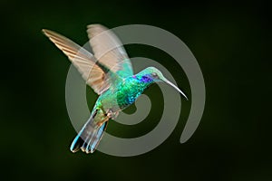 Hummingbird flight. Green Violet-ear, Colibri thalassinus, flying in the nature tropical wood habitat, red flower, Tapanti NP, Cos