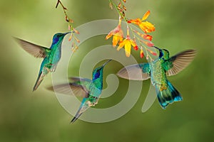 Hummingbird flight. Green Violet-ear, flock group shine birds. Colibri thalassinus, flying in the nature tropical wood habitat,