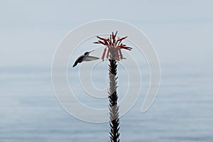 Hummingbird hovering at the flower