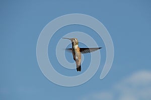 Hummingbird in flight