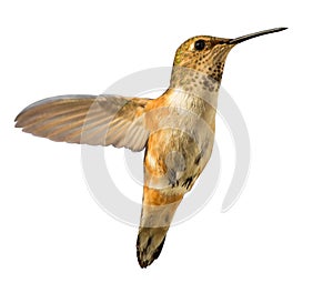 Hummingbird in flight isolated