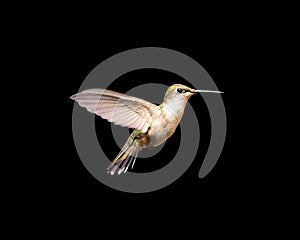 Hummingbird in Flight Isolated on a Black Background