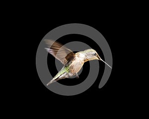 Hummingbird in Flight Isolated on a Black Background