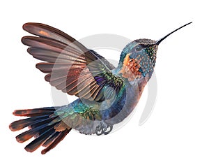 Hummingbird in Flight isolated on white background . AI generated Illustration