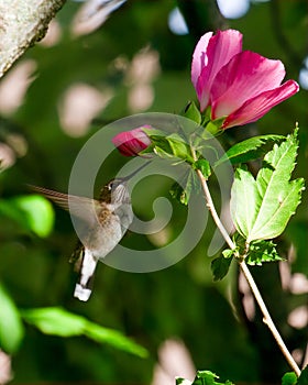 Hummingbird in Flight Nectaring on Rose of Sharon Blosssom