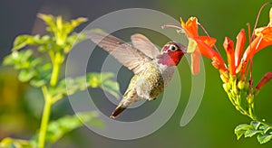 Hummingbird in Flight and Orange Flower