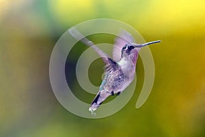 Hummingbird in flight.