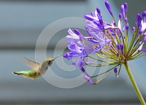 Hummingbird in flight with purple flower