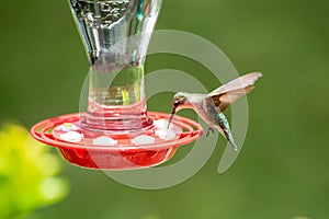 Hummingbird in Flight at a red bird feeder