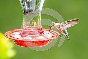 Hummingbird in Flight at a red bird feeder