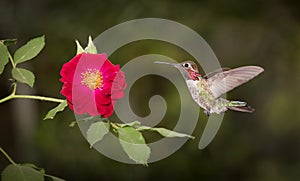 HUMMINGBIRD in Flight and RED ROSE