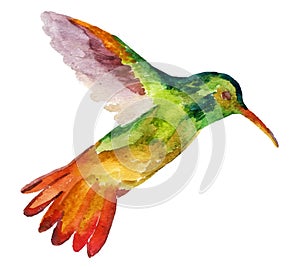 Hummingbird in flight on white background