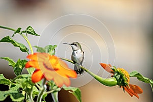 Hummingbird on a flower