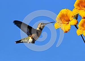 Hummingbird and flower photo