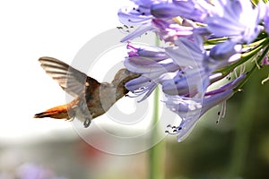 Hummingbird with flower