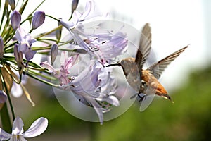 Hummingbird with flower