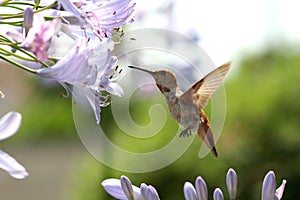 Kolibřík květina 