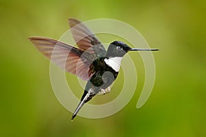 Hummingbird with flower. Collared Inca, Coeligena torquata, dark green black and white hummingbird flying next to beautiful orange