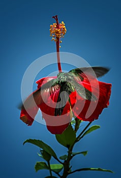 Hummingbird in a flower