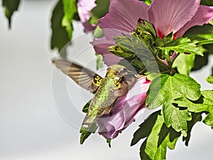 Hummingbird and Flower: Ruby-throated hummingbird feeds on nectar from a hibiscus flower while in flight