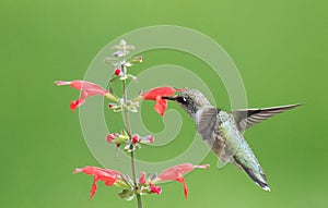 Hummingbird on Flowers