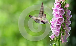 Hummingbird with flowers of purple foxglove