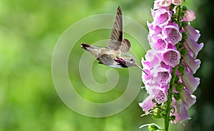Hummingbird with flowers of purple foxglove photo