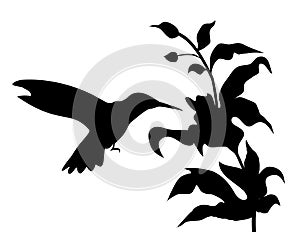 Hummingbird and flowers silhouette- vector